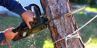Best Tree Mulching  in York, PA